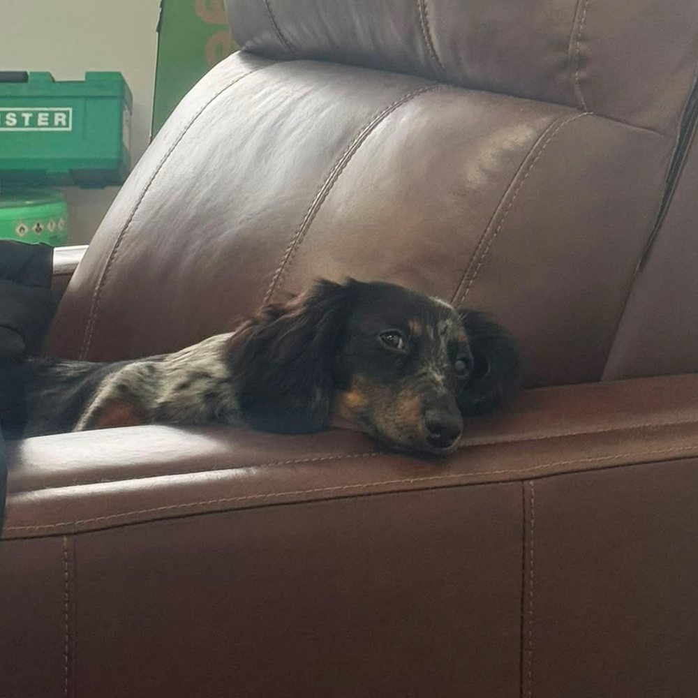 Tank, the CountryLand Roofing office mascot
